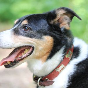dog-7421389_1920